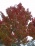 October Glory Maple.JPG